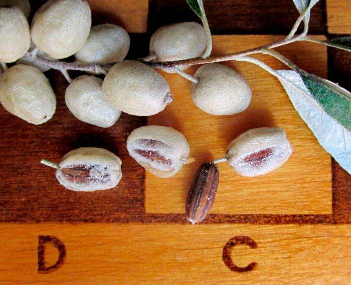 Лох сріблястий