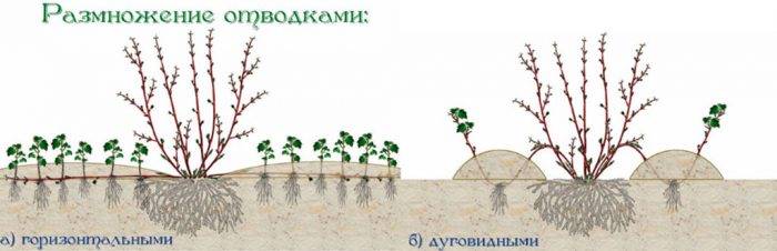 Як розмножити відводками